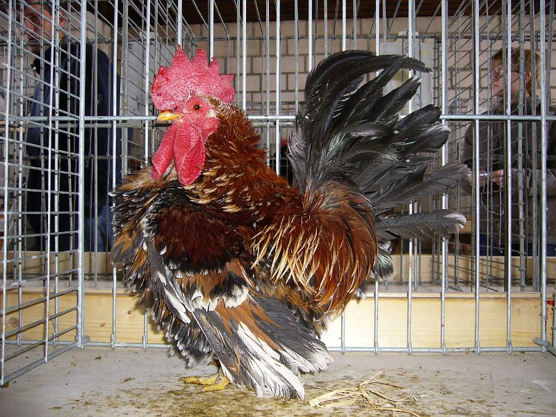 Haehnewettkraehen 2009 011.jpg